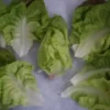 Marveille3 Lettuce Seeds, Merveille des Quatre Saisons