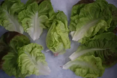 Marveille3 Lettuce Seeds, Merveille des Quatre Saisons