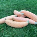Winter Squash Seeds, North Georgia Candy Roaster