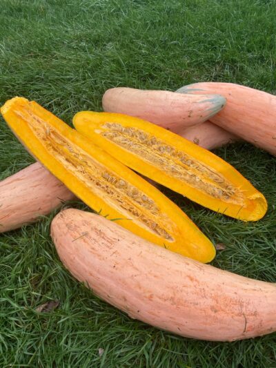 Winter Squash Seeds, North Georgia Candy Roaster