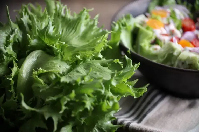 Fresh green Reine de Glaces iceberg lettuce and salad bowl