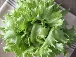 Fresh green Reine de Glaces iceberg lettuce head