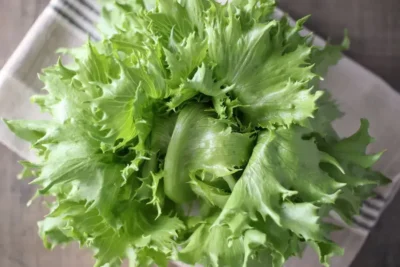 Fresh green Reine de Glaces iceberg lettuce head