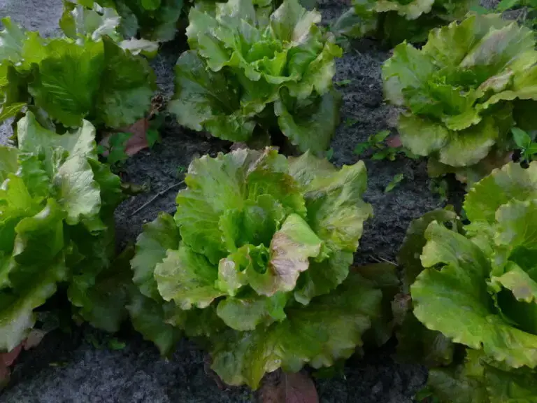 Six Rouge Grenoblois lettuce plants photographed in the field.
