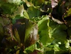 A close image of Rouge Grenobloise lettuce.