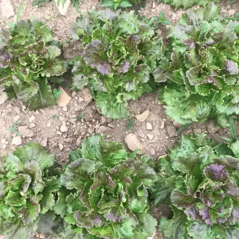 Six Sierra lettuce plants photographed in the field.