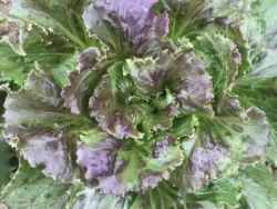 A close image of Sierra lettuce.