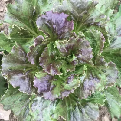 Sierra2 A close image of Sierra lettuce.
