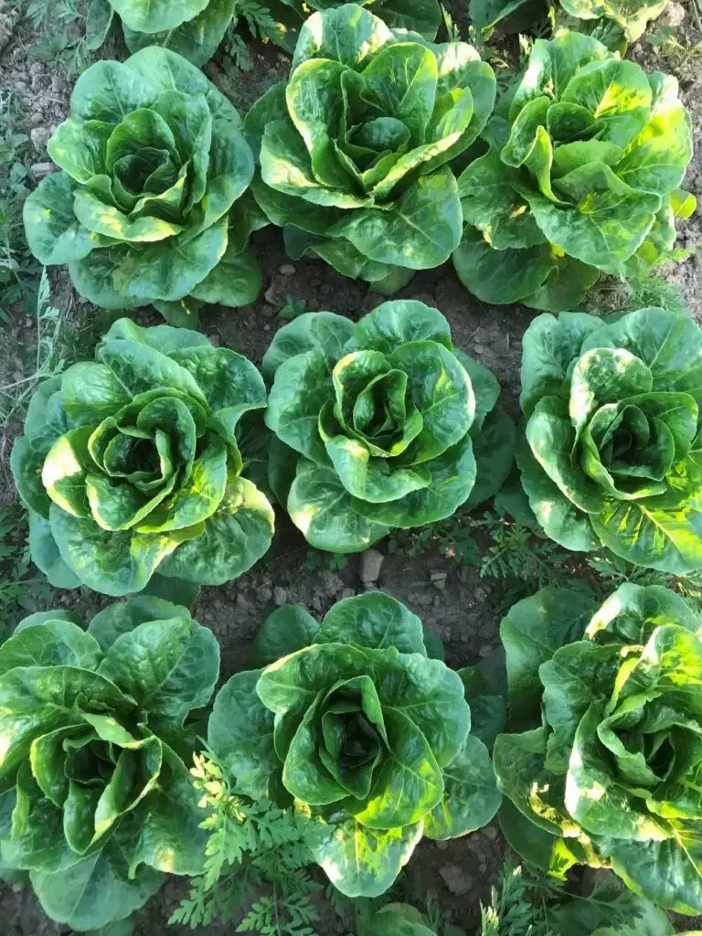 Rows of lush green romaine lettuce plants