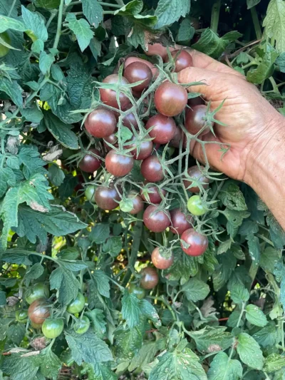 Black Cherry2 Tomato Seeds, Black Cherry