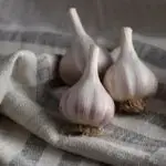 Garlic Bulbs, Chesnok Red Hardneck