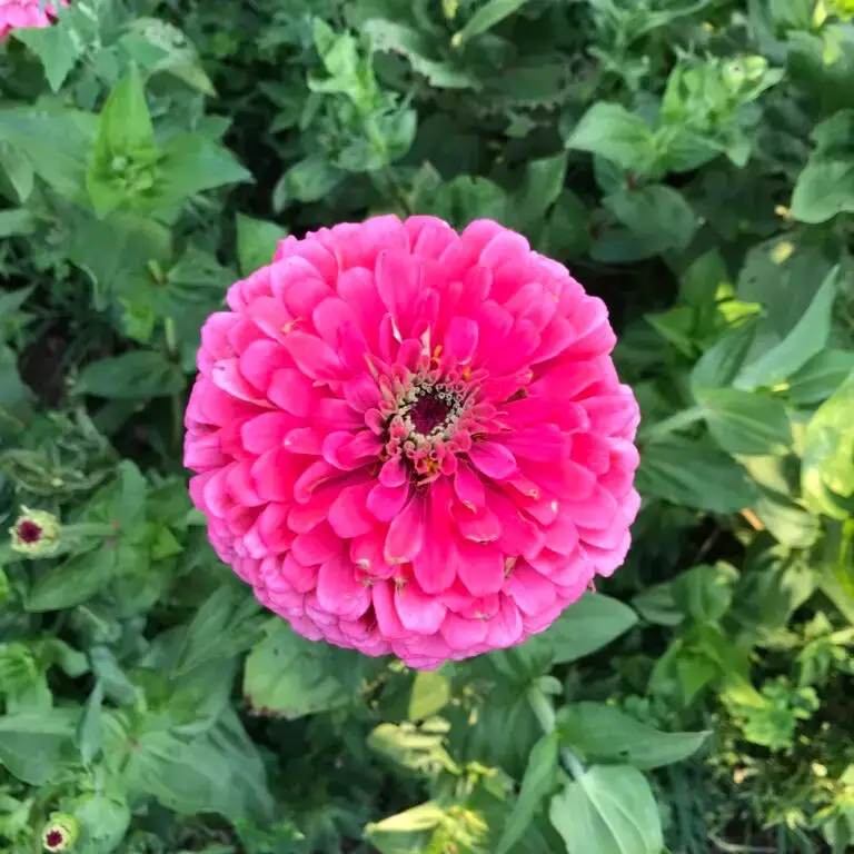 Benary's Giant Salmon zinnia in green foliage