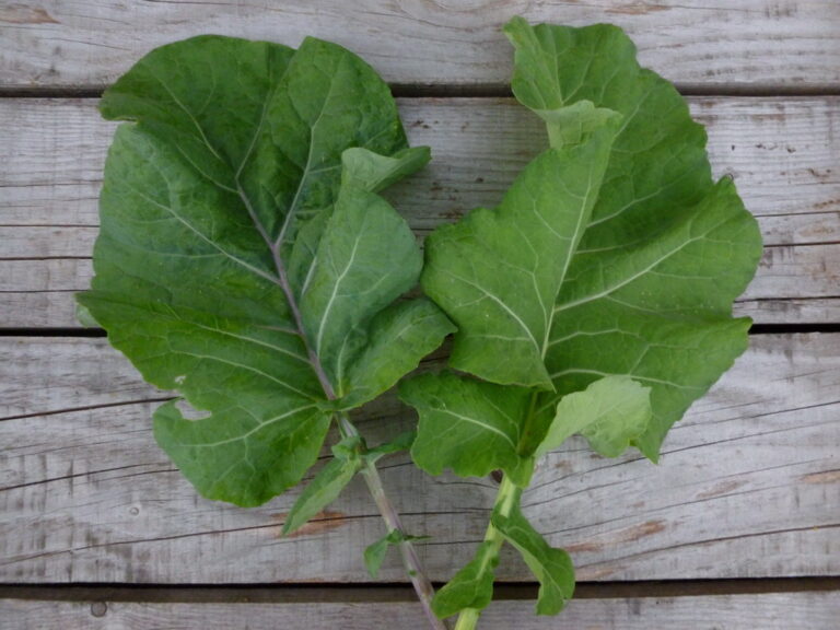 Karadeniz collard greens