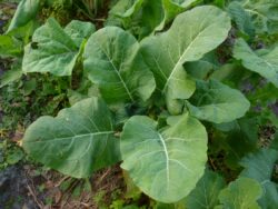 Ten Seeds to Grow in August