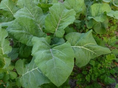 Collard Seeds, Karadeniz (Black Sea)