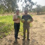 Seed savers and farmers Kristyn Leach and Mehmet Oztan holding Kırklareli Yellow watermelon fruits while standing and photographed on Leach's former farm in Davis, CA.