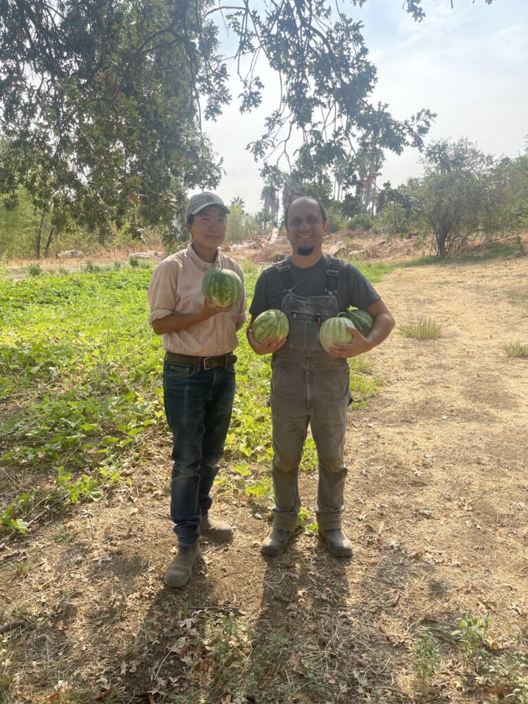 Seed savers and farmers Kristyn Leach and Mehmet Oztan holding Kırklareli Yellow watermelon fruits while standing and photographed on Leach's former farm in Davis, CA.