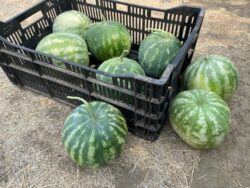 Kırklareli Yello watermelons photographed in a farm crate and on ground in Davis, CA.
