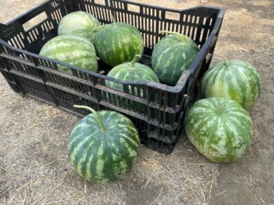 KirklareliYellow5 Kırklareli Yello watermelons photographed in a farm crate and on ground in Davis, CA.