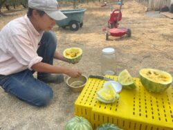 Farmer and seed saver Kristyn Leach saving seeds of Kırklareli Ywllo watermelon.