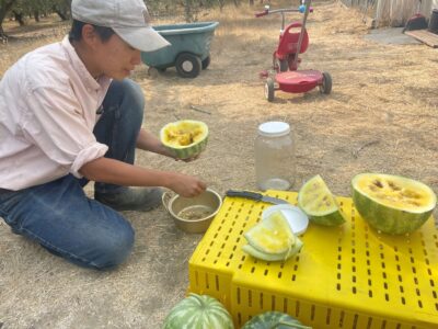 KirklareliYellow7 Farmer and seed saver Kristyn Leach saving seeds of Kırklareli Ywllo watermelon.