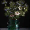 Love in a Mist rotated