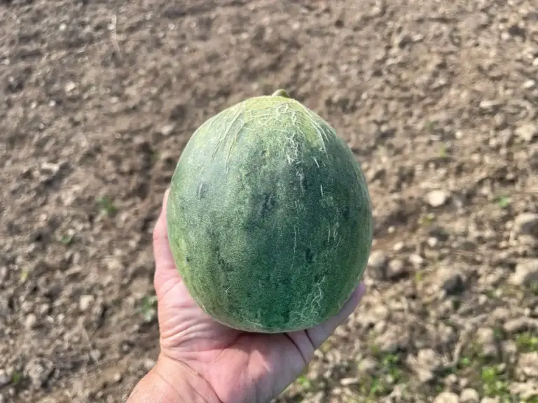 Siirt Cefan melon in farmer's hand