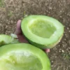 Siirt Sour & Sweet2 Melon Seeds, Siirt Cefan