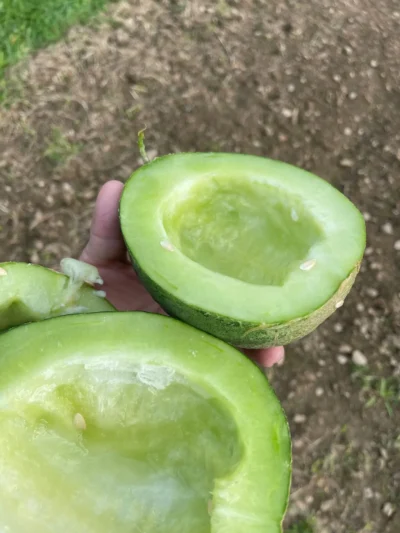 Siirt Sour & Sweet2 Melon Seeds, Siirt Cefan
