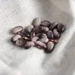Logan Giant green bean seeds photographed on a dish towel
