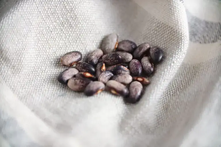 Logan Giant green bean seeds photographed on a dish towel