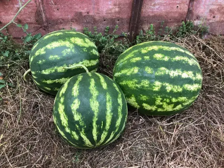 Crimson Sweet watermelons on dry grass