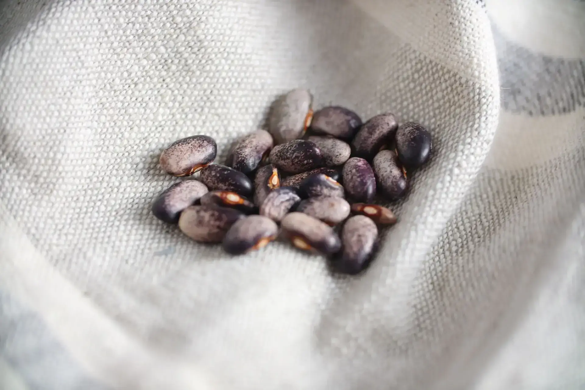 Logan G Basil Seeds, Mor Reyhan