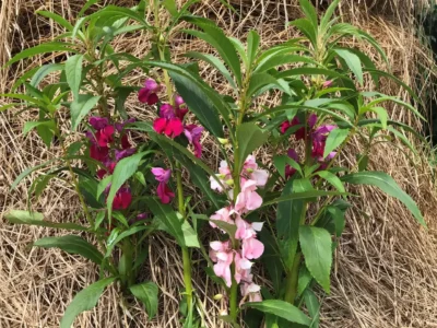 Rose Balsam Rose balsam
