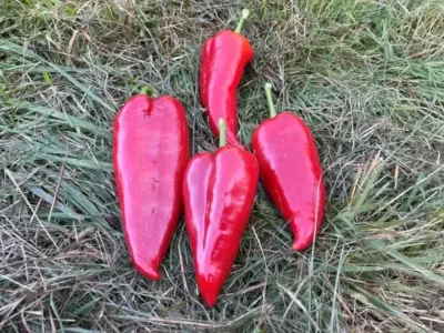 Ajvarski Mac1 Four Ajvarski Macedonian sweet peppers lying on grass.