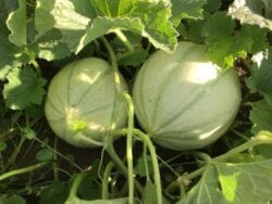 Two Akbal melons photographed on the vine