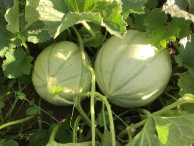 Akbal Two Akbal melons photographed on the vine