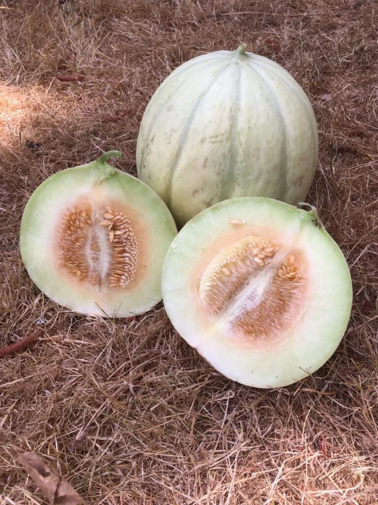 One cut and one whole Akbal melon
