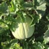 Akbal2 One Akbal melon photographed on the vine