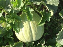 One Akbal melon photographed on the vine