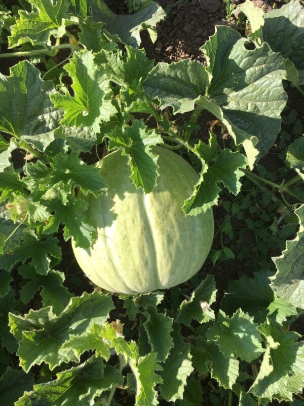 One Akbal melon photographed on the vine