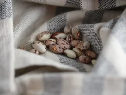 Empurme gree bean seeds photographed on a dish towel
