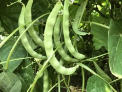 Empurme green bean pods on the vine
