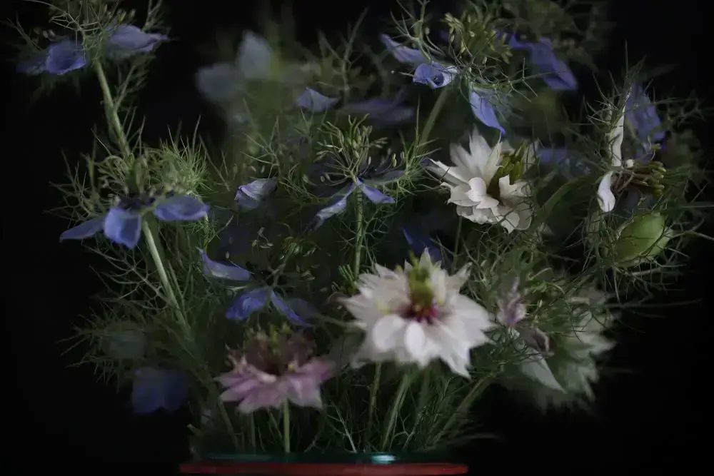 Love in a Mist2 Nigella Seeds, Love-In-A-Mist