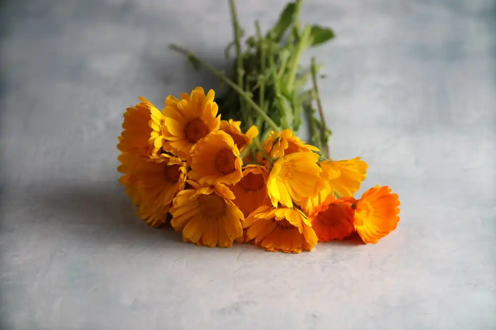 Resina Calendula Seeds, Resina