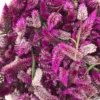 Celosia Seeds, Ruby Parfait