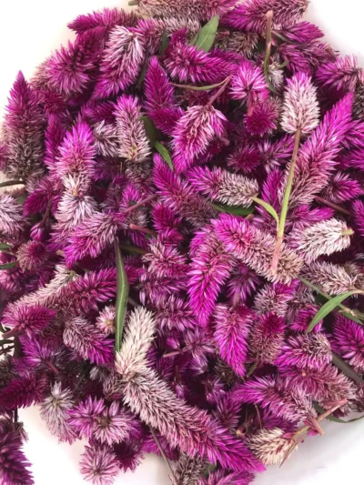 Celosia Seeds, Ruby Parfait