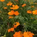 Sulphur Cosmos photographed in the field