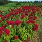 Blooming Tornado Red celosia plants photographed in the field