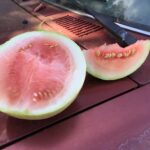 Cut Abla watermelon photographed on the hood of a farm truck.